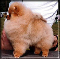 whistlewhileyouworka.jpg (15631 bytes)