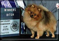 MISSCONGENEALITYa.jpg (14162 bytes)