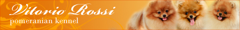 Pomeranian Kennel Vitorior Rossi