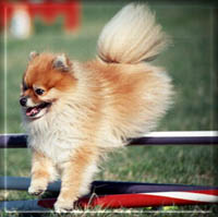 14dy05-8a.jpg (14595 bytes)