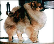 Candya.JPG (12705 bytes)