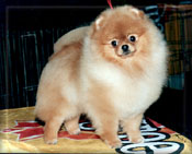 Mickeya.JPG (13905 bytes)