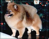 Sharona.JPG (12937 bytes)