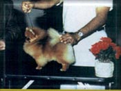 Sophiea.JPG (11440 bytes)