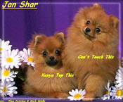 TopToucha.jpg (14797 bytes)