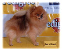 ausroyal12000a.jpg (12566 bytes)