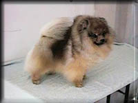 rudy2a.JPG (9068 bytes)