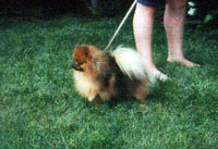 LITTLELADYIVa.jpg (16768 bytes)