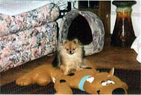pets1a.jpg (15240 bytes)