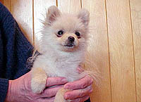 victora.jpg (12883 bytes)