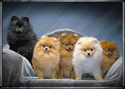 5dogsa.jpg (17100 bytes)