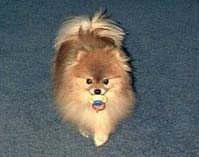 BinkyPeanuta.jpg (9655 bytes)