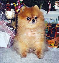 Cookiea.jpg (21587 bytes)