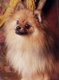 TannerProctera.jpg (13533 bytes)
