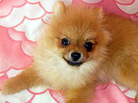 Kinga.jpg (12571 bytes)