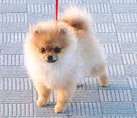 Rickia.jpg (15061 bytes)