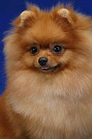 SweetHopeVictorya.jpg (9242 bytes)