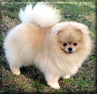 TomSawyera.jpg (23296 bytes)