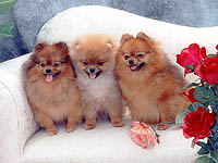 valentinea.jpg (14132 bytes)