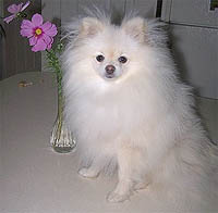 JasmineNewa.jpg (10597 bytes)