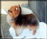 DisneyAnimationa.jpg (10908 bytes)