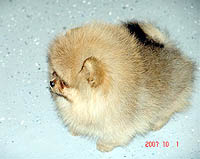 1a.jpg (11998 bytes)