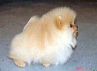 4a.jpg (10228 bytes)