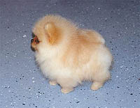 5a.jpg (11201 bytes)