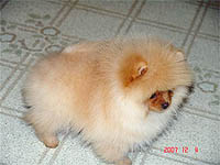 2a.jpg (11627 bytes)