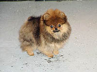 3a.jpg (10704 bytes)