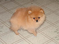 4a.jpg (11983 bytes)