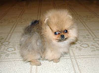 6a.jpg (10568 bytes)