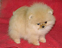 12a.jpg (10389 bytes)