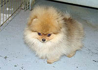 1a.jpg (10109 bytes)