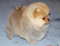 2a.jpg (10577 bytes)