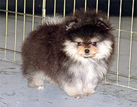 3a.jpg (13559 bytes)