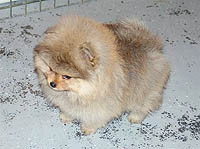 4a.jpg (13355 bytes)