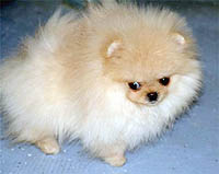 1a.jpg (10166 bytes)