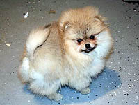 2a.jpg (13451 bytes)