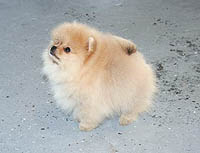 10a.jpg (9996 bytes)