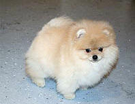 12a.jpg (10305 bytes)