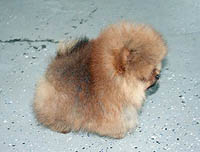 13a.jpg (11079 bytes)