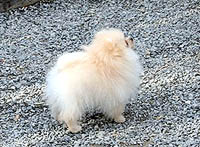 14a.jpg (23619 bytes)