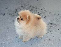 1a.jpg (10449 bytes)