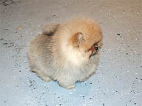 2a.jpg (10697 bytes)