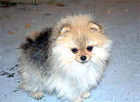 4a.jpg (11882 bytes)