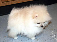 5a.jpg (10747 bytes)