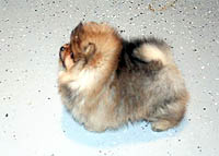 6a.jpg (11145 bytes)