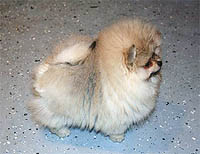 7a.jpg (13766 bytes)