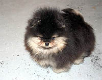 9a.jpg (11924 bytes)